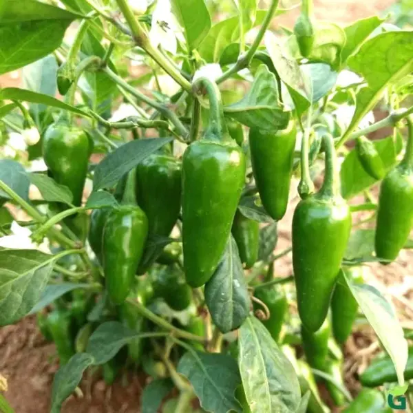 Bullet Chilli Seeds