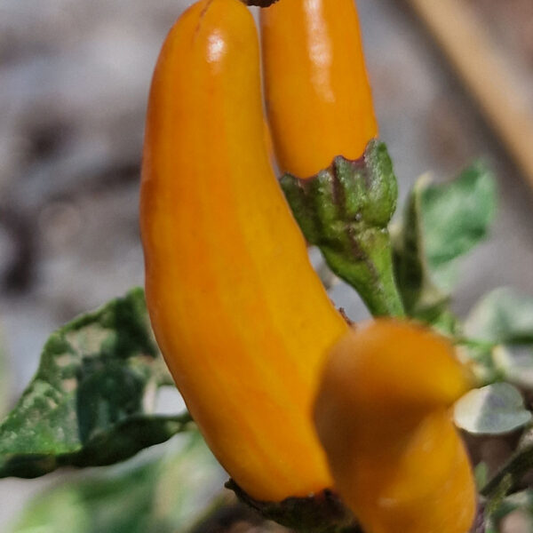 Sunshine Chilli Seeds