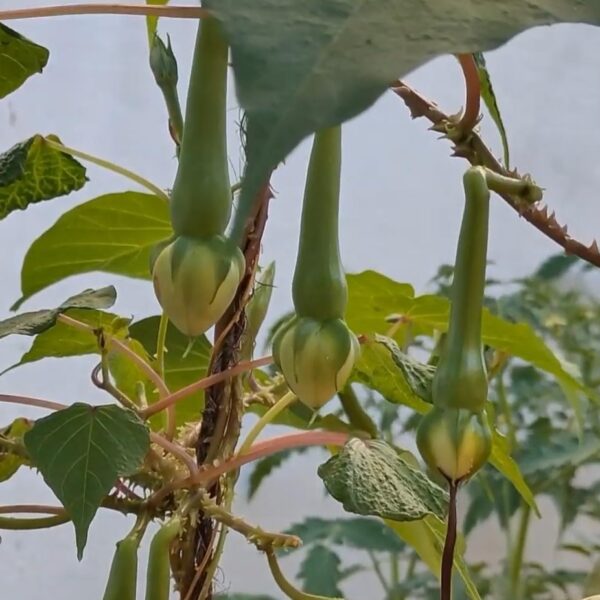 Cloved Beans (Mookuthi Avarai)