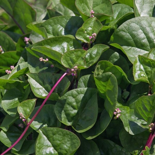 Kodi Pasalai Keerai Seeds