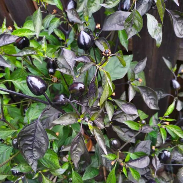 Black Olive Chilli Seeds