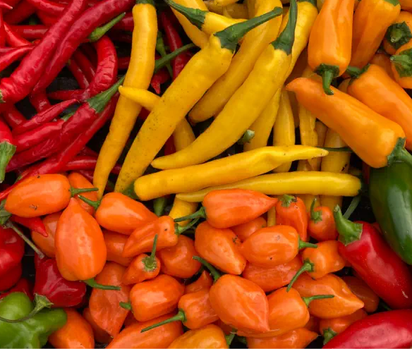 Multi Variant Chilli Seeds
