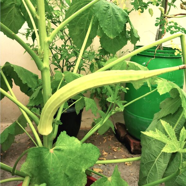 Elephant Okra Seeds (Yaanai Thandha Vendai)