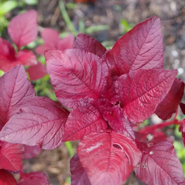 Red Amaranthus Seeds (Sigappu Keerai)