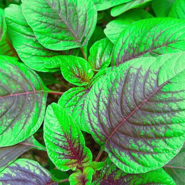 Mayil Keerai Seeds