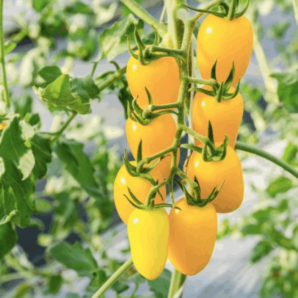 Cream Yellow Tomato Seeds