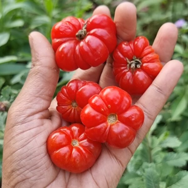 Togo Tomato Seeds