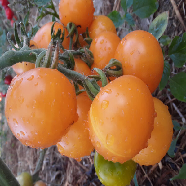 Doyong Tomato Seeds