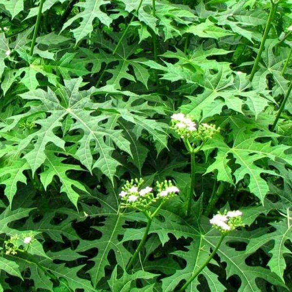 Mayan Keerai Stem Cuttings