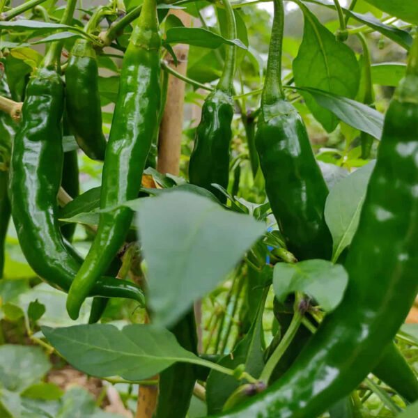Green Long Kanthari Chilli Seeds