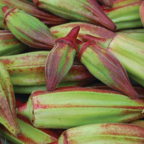 Double Colour Okra Seeds