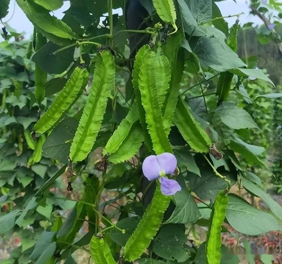 Winged Beans (Siragu Avarai)