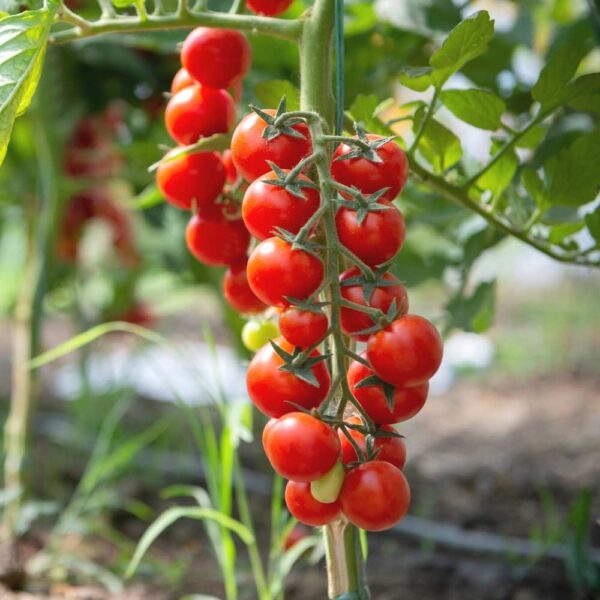 Red Cherry Tomato Seeds