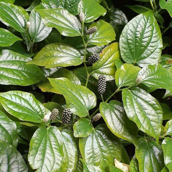 Thippili Plant Cutting