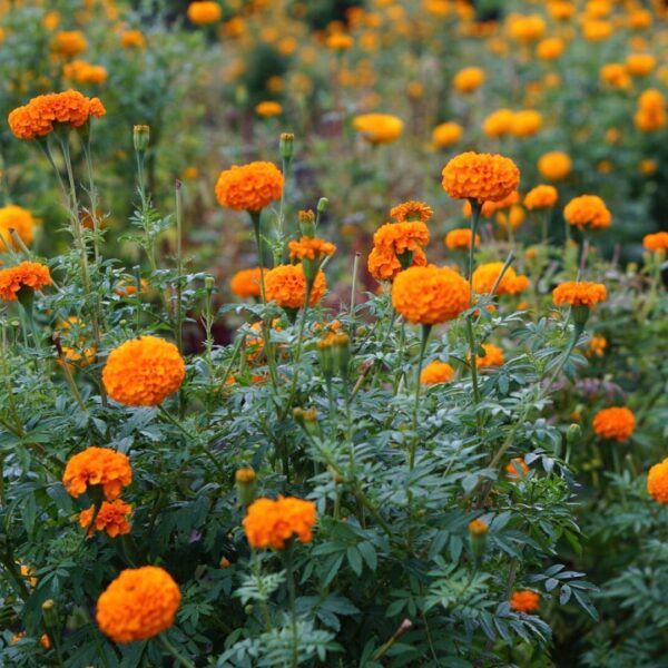Marigold Flower Seed
