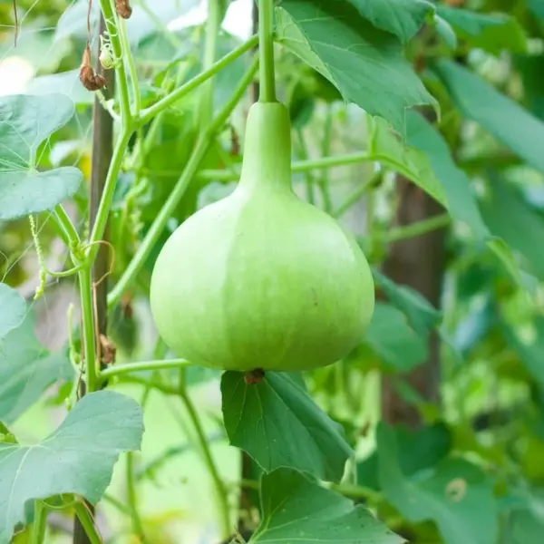 Duck Neck Bottle Gourd Seeds
