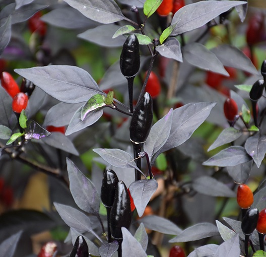 Royal Black Chilli Seeds