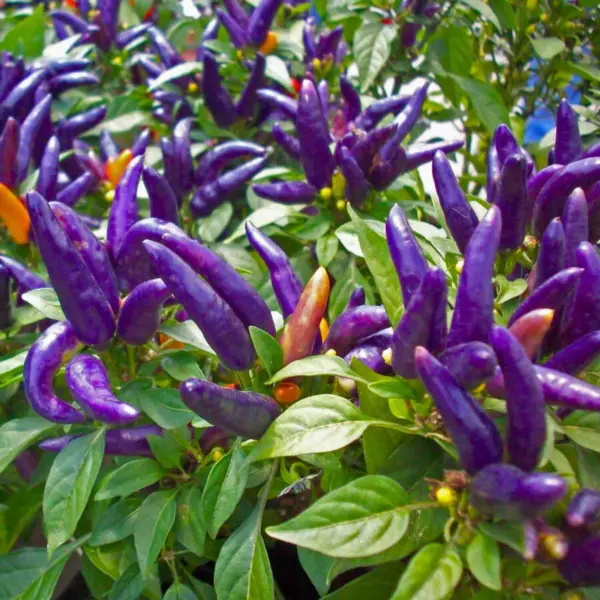 Violet Chilli Seeds