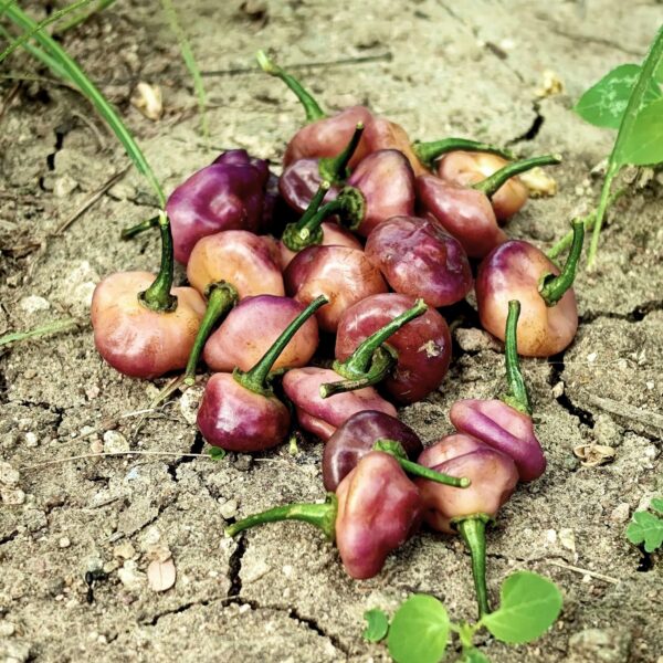 Purple Ghee Chilli Seeds (Special)