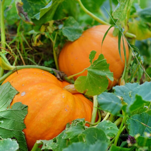 Yellow Pumpkin Seeds