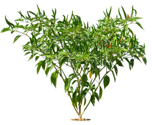 Tree Chilli Seeds