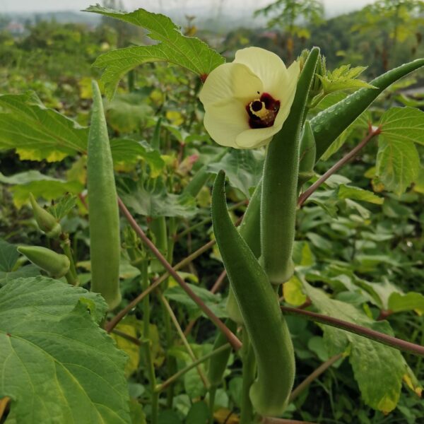 Sri Okra Seeds (Ladies Finger)