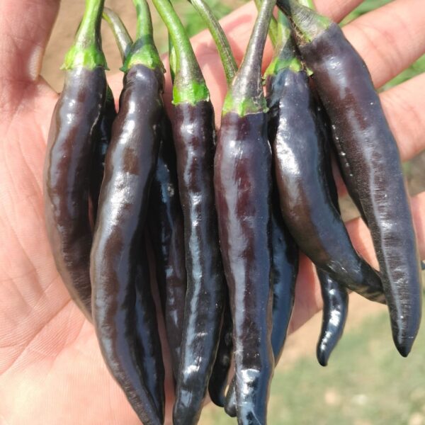 Black Suryamukhi Chilli Seeds
