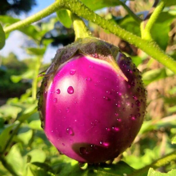 Bavani Brinjal Seeds