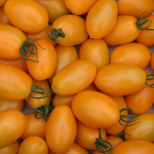 Roma Orange Tomato Seeds