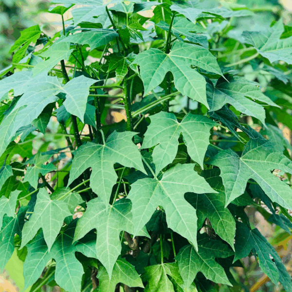 Mayan Keerai stem cutting