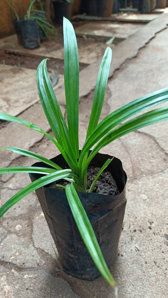 8a821db0-e9ec-4eca-affb-68d33cc3d30f